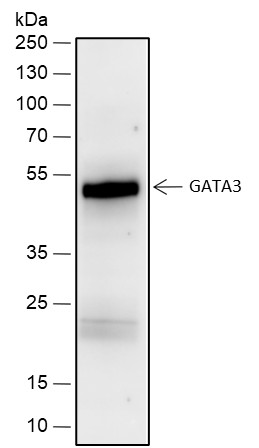 Recombinant GATA3 Monoclonal Antibody-searchlist-1
