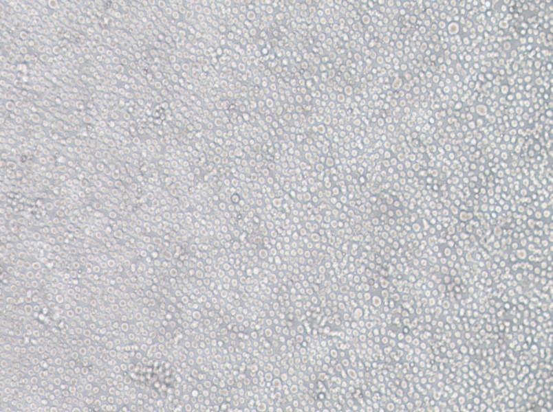 YT Cell Complete Medium - small - 3
