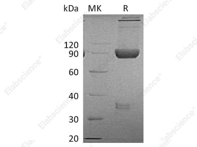 Recombinant Cynomolgus LAG-3/CD223 Protein (Fc Tag) - 1