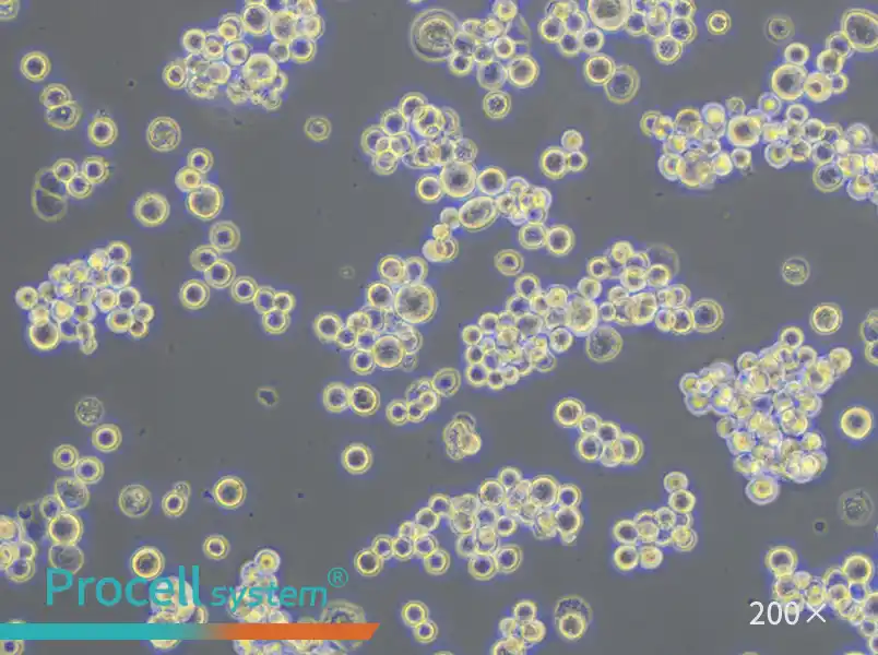 MDA-MB-453 (DMEM) Cell Complete Medium - 6
