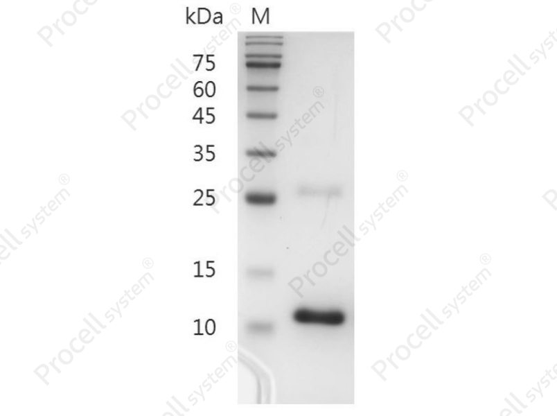 TGF&beta; 3/TGFB3, Human, Recombinant