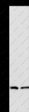 ANAPC13 Polyclonal Antibody - 1