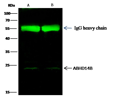 Recombinant ABHD14B Monoclonal Antibody - small - 1
