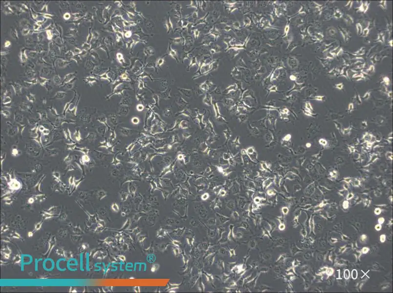 HCC1588 Cell Complete MediumHCC1588 Cell Complete Medium - 2
