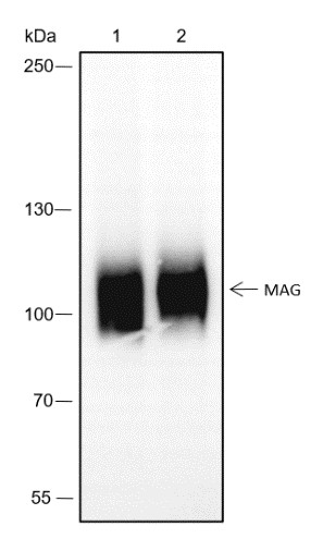 Recombinant MAG Monoclonal Antibody-searchlist-1
