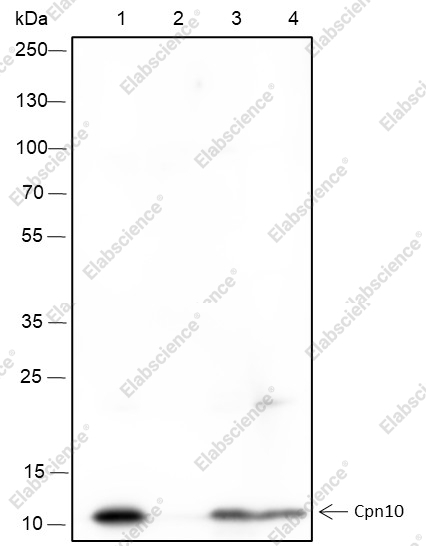 Recombinant Cpn10 Monoclonal Antibody - 1