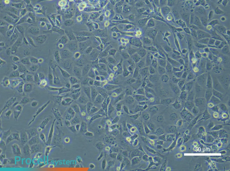 Mouse Renal Microvascular Endothelial Cell Complete MediumMouse Renal Microvascular Endothelial Cell Complete Medium - 5