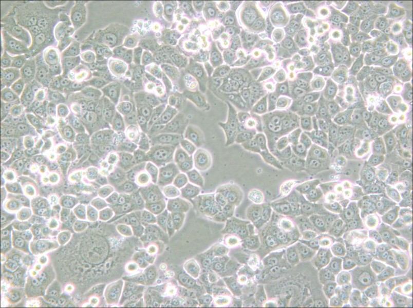 NCI-H2126 Cell Complete Medium - small - 6