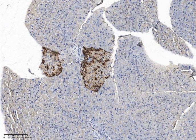 Recombinant GCG/Glucagon Monoclonal Antibody - small - 2