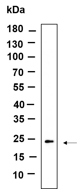 Recombinant GPX1 Monoclonal Antibody-searchlist-1