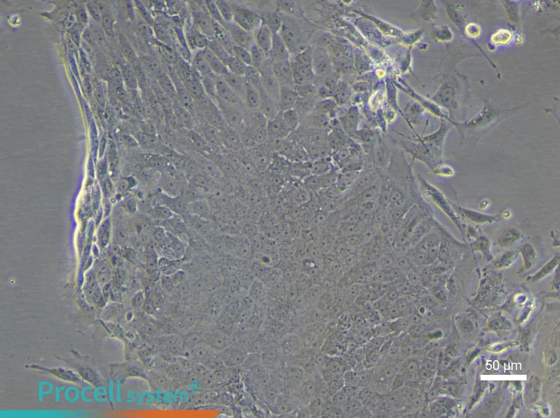 Rat Bladder Transitional Epithelial Cell Complete Medium - 4