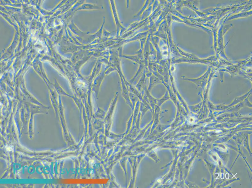 U-87 MG Cell Complete Medium - small - 4