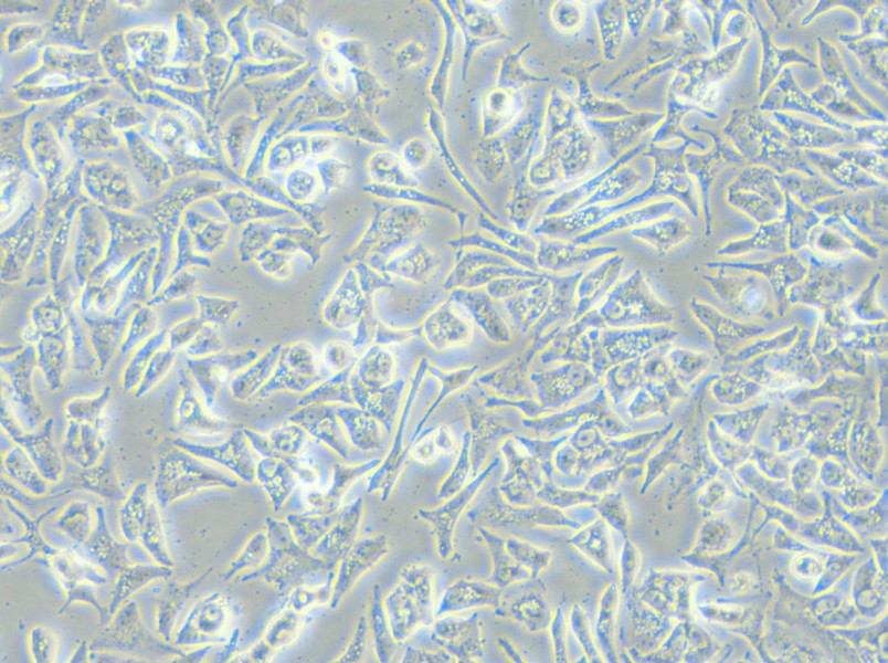 VCaP Cell Complete Medium - small - 4