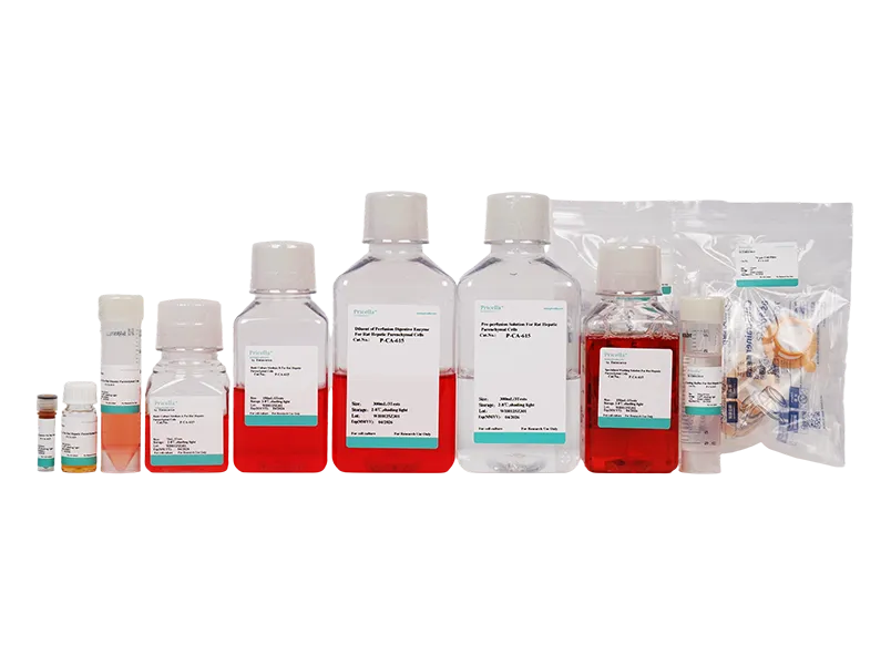 Rat Hepatic Parenchymal Cells Isolation and Culture Kit - small - 2