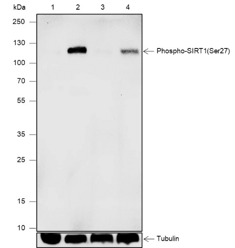 Recombinant Phospho-SIRT1(Ser27) Monoclonal Antibody - small - 1