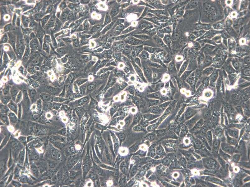 HS-5 Cell Complete Medium - 6