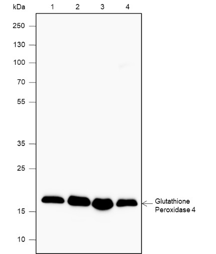 Recombinant Glutathione Peroxidase 4 Monoclonal Antibody-searchlist-1