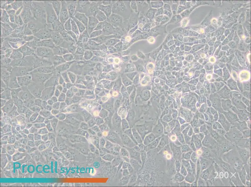 Panc 10.05 Cell Complete Medium - small - 4