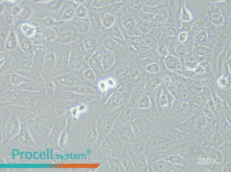 OS-RC-2 Cell Complete Medium - 6