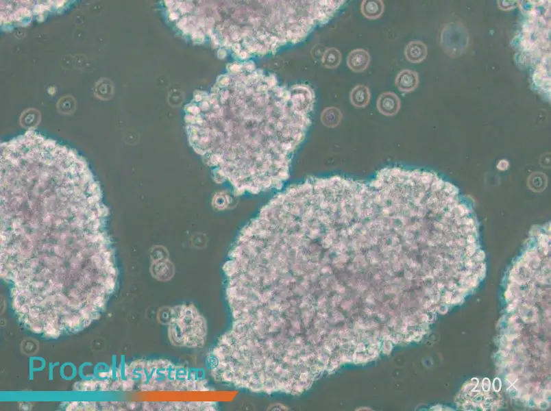 TMD8 Cell Complete Medium - 4