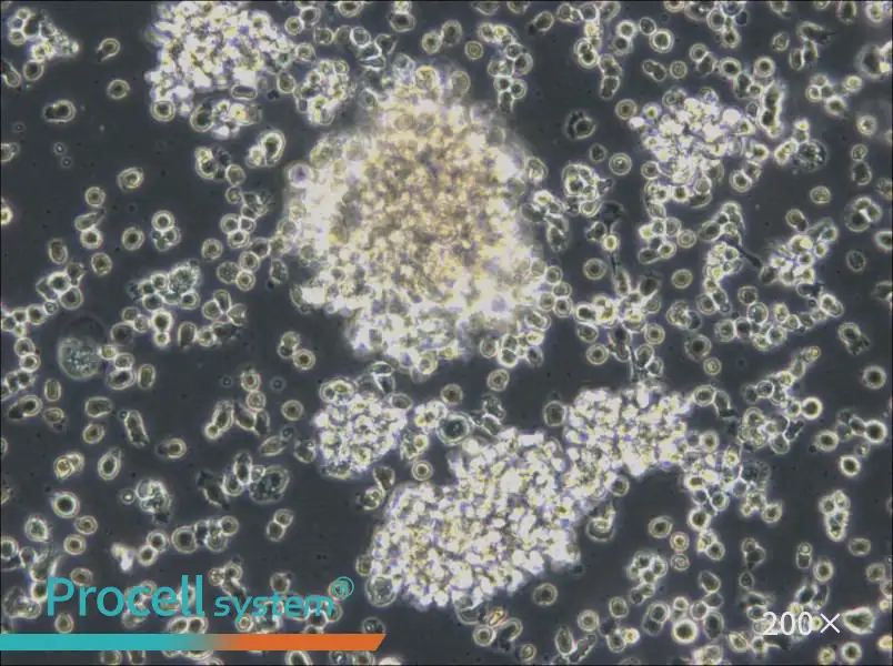 HCC38 BL Cell Complete Medium - 4