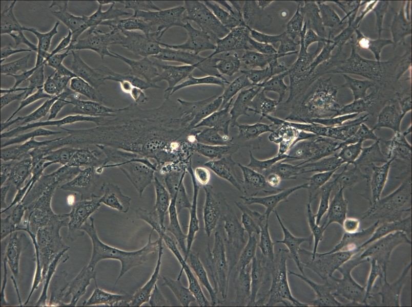 HS-27A Cell Complete Medium - small - 5