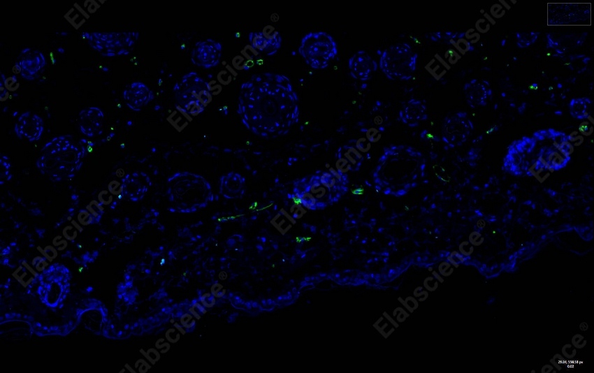 Recombinant CD31 Monoclonal Antibody - 9