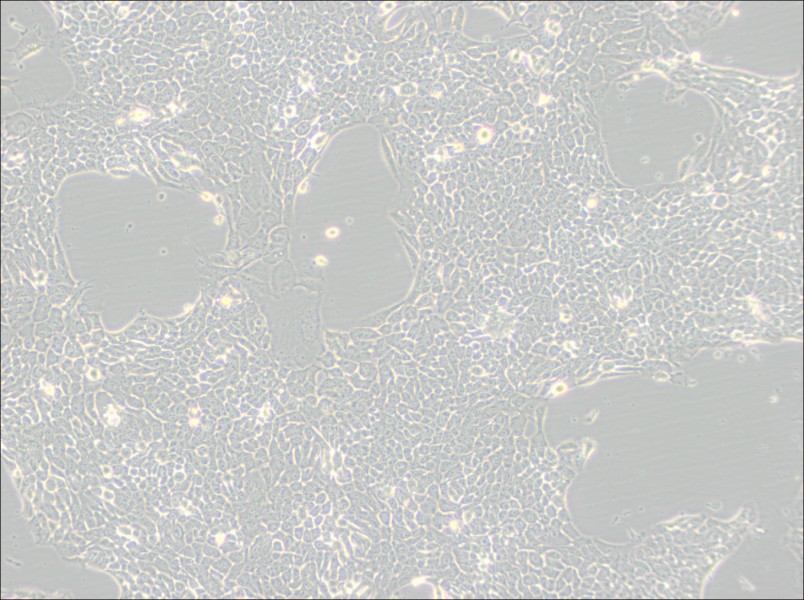 Detroit 562 Cell Complete MediumDetroit 562 Cell Complete Medium - 2