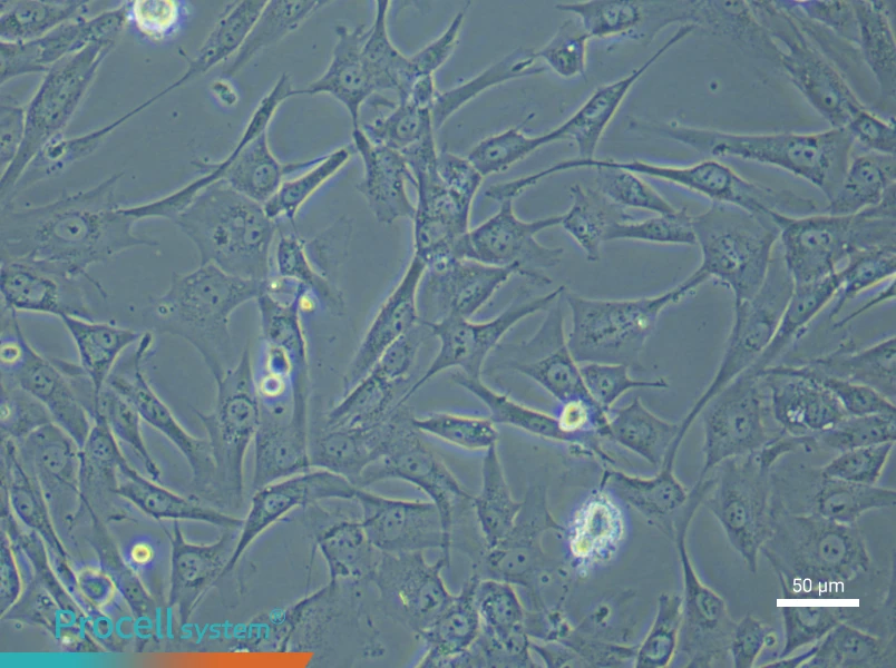 Human Dermal Papilla (Primary cell immortalization) Cell Complete Medium - 5