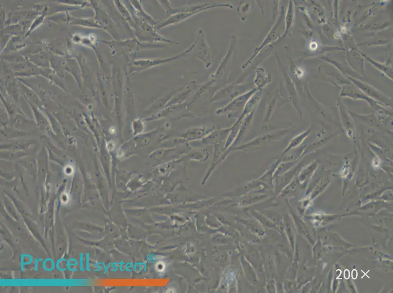 SF126 Cell Complete Medium - 6