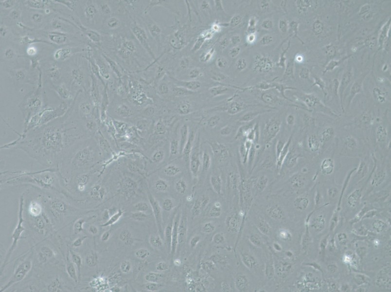 SRA01/04 Cell Complete MediumSRA01/04 Cell Complete Medium - 2