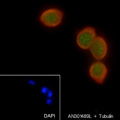 Recombinant CENP-A Monoclonal Antibody - small - 6