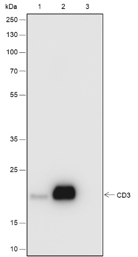 Recombinant CD3 epsilon Monoclonal Antibody - small - 9
