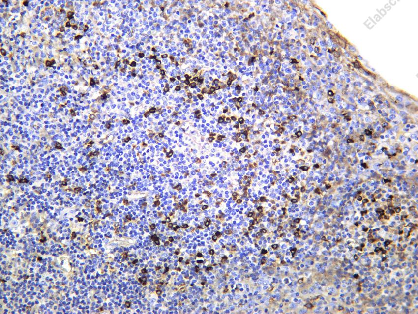 Recombinant IGJ Monoclonal Antibody - 2