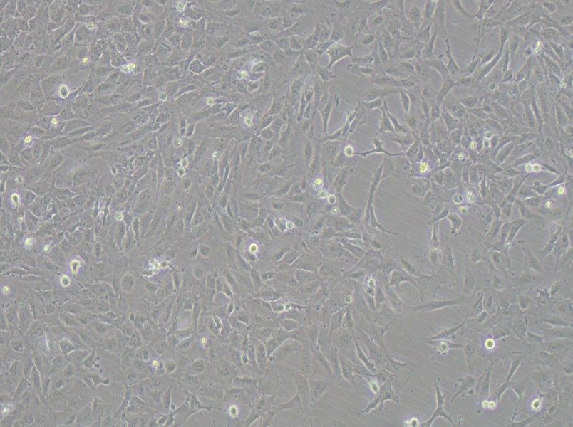 12Z Cell Complete Medium12Z Cell Complete Medium - 3