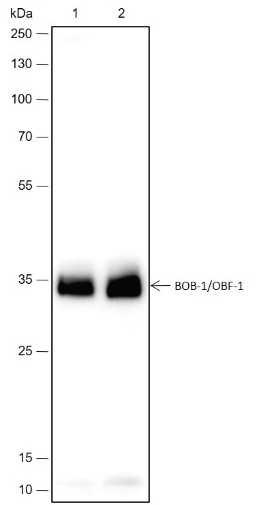 Recombinant BOB-1/OBF-1 Monoclonal Antibody-searchlist-1
