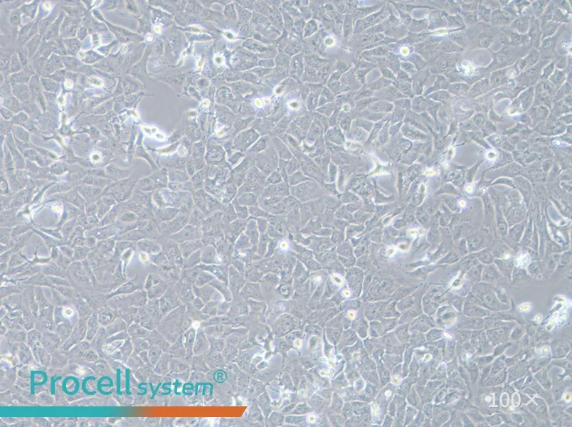 RBE Cell Complete Medium - 1