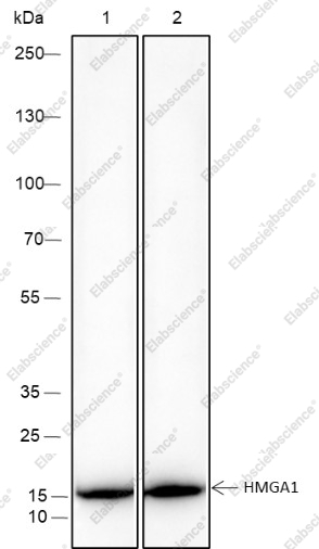 Recombinant HMGA1 Monoclonal Antibody - 3