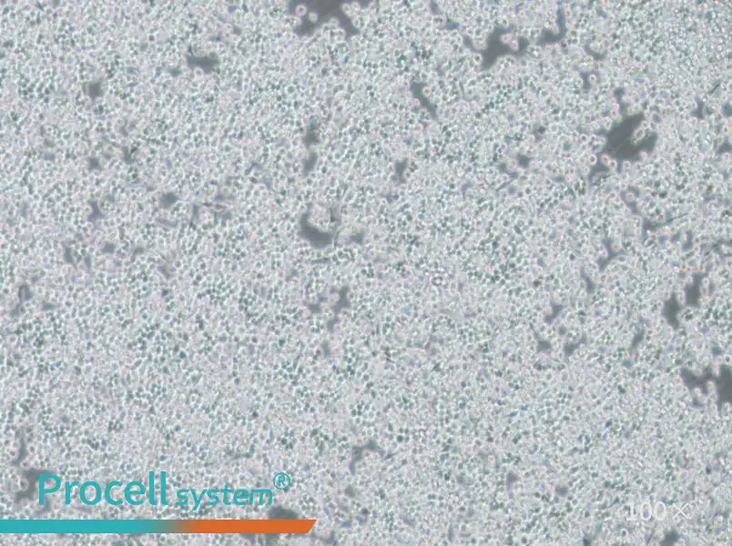 DC2.4 Cell Complete Medium - 2