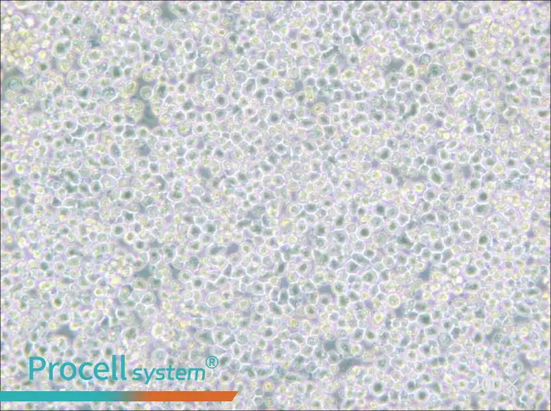 PC 61 5.3 [PC 61; PC 61.5.3] Cell Complete Medium - 5