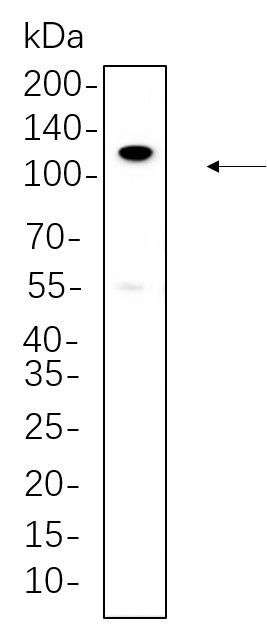 Recombinant PI3-Kinase p110 β Monoclonal Antibody-searchlist-1