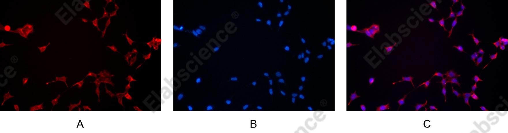 Recombinant Phospho-GSK3 beta (Ser9) Monoclonal Antibody - 4
