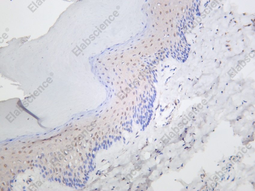 Recombinant p21 Monoclonal Antibody - 2