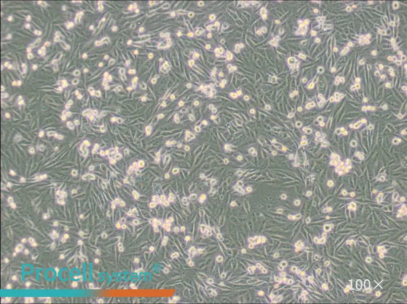 MDA-MB-231-GFP Cell Complete Medium - 5