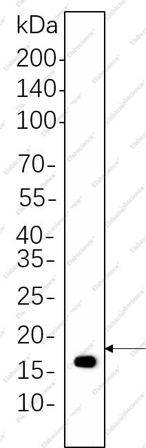 Recombinant Histone H3 (Di Methyl Lys4) Monoclonal Antibody - 1