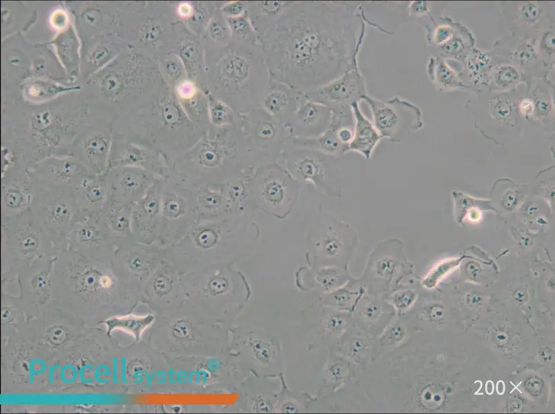 MARC-145 [Marc145] Cell Complete Medium - small - 5