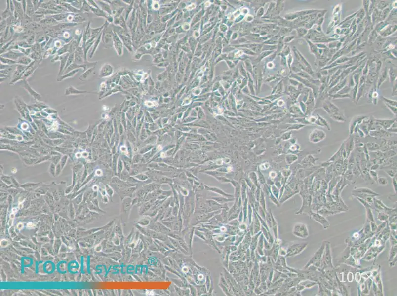 GES-1 Cell Complete Medium - 2