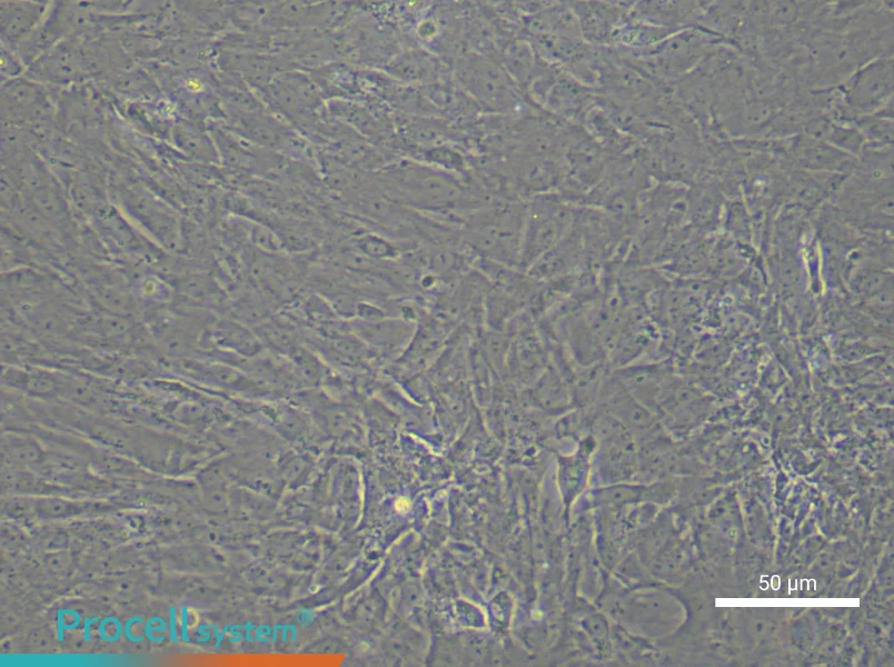 Rat Follicular Theca Cells - 5