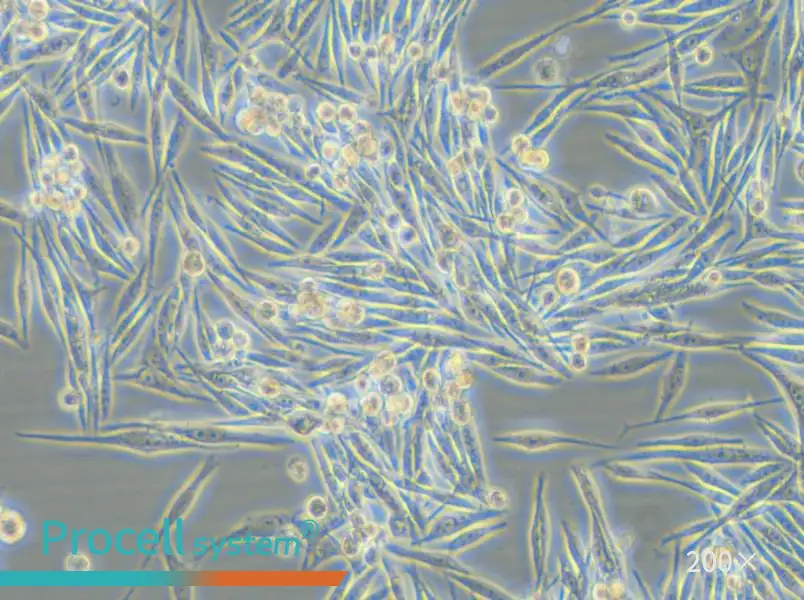 MP38 Cell Complete Medium - small - 5