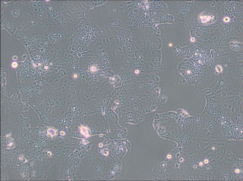 HPAF-II Cell Complete Medium-searchlist-1